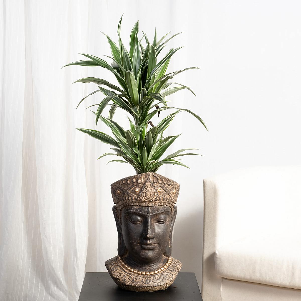 Dracena Warneckii picture 0