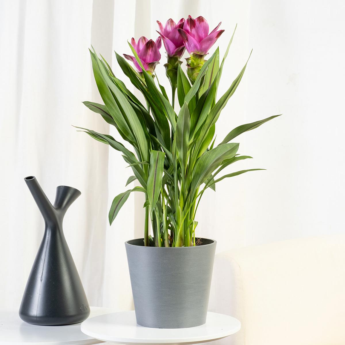 Curcuma picture 0