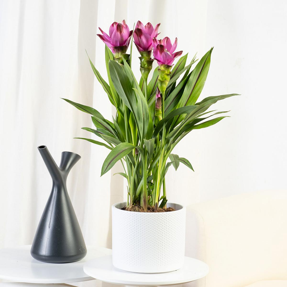 Curcuma picture 2