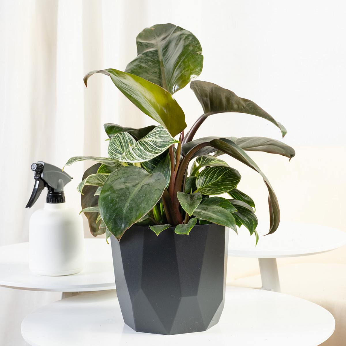 Filodendron brzozowy picture 0