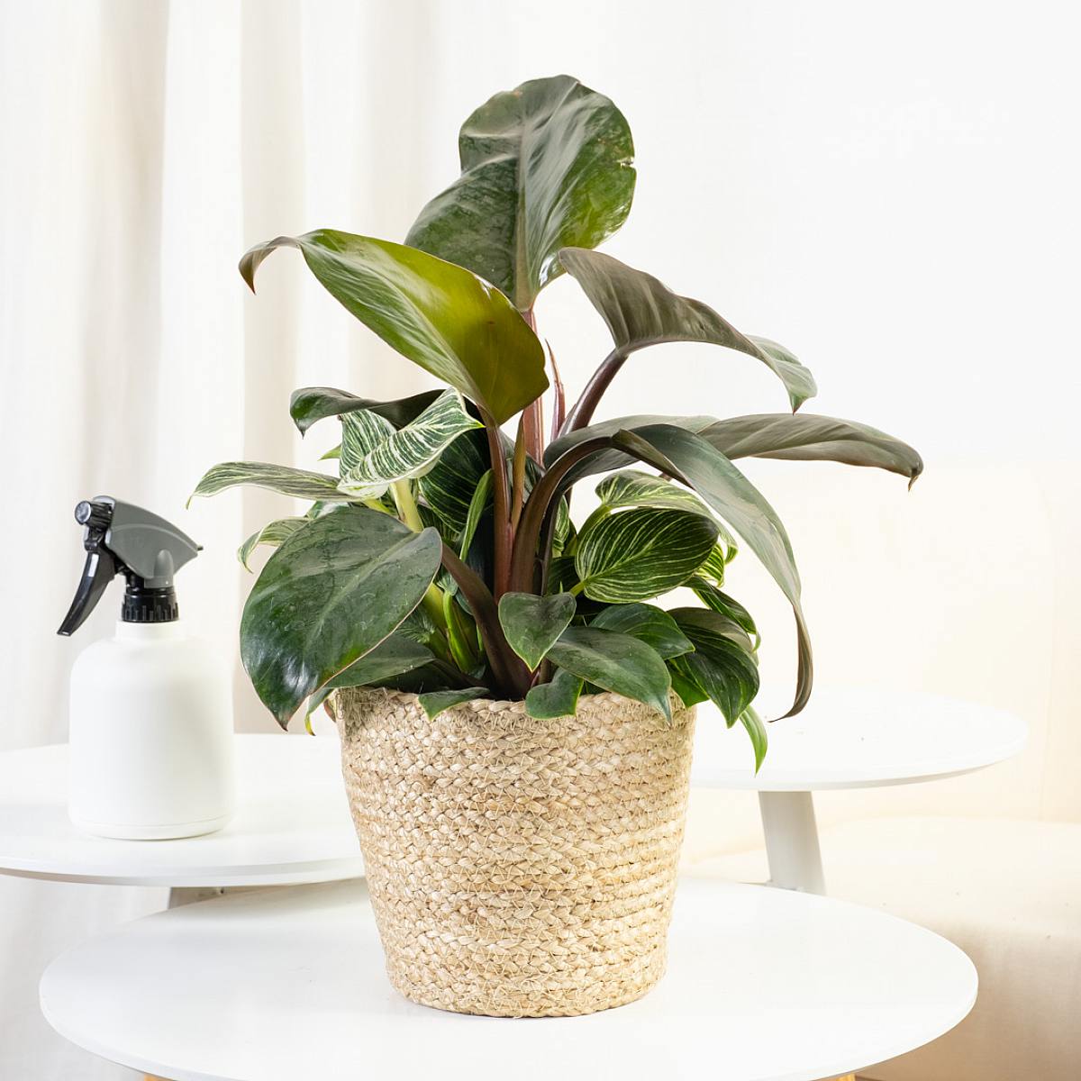 Filodendron brzozowy picture 1