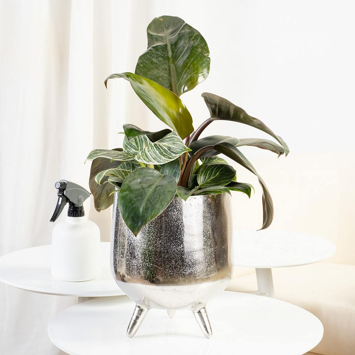 Filodendron brzozowy picture 2