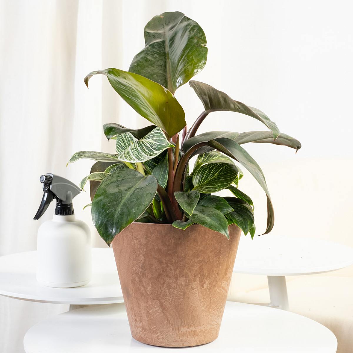 Filodendron brzozowy picture 3
