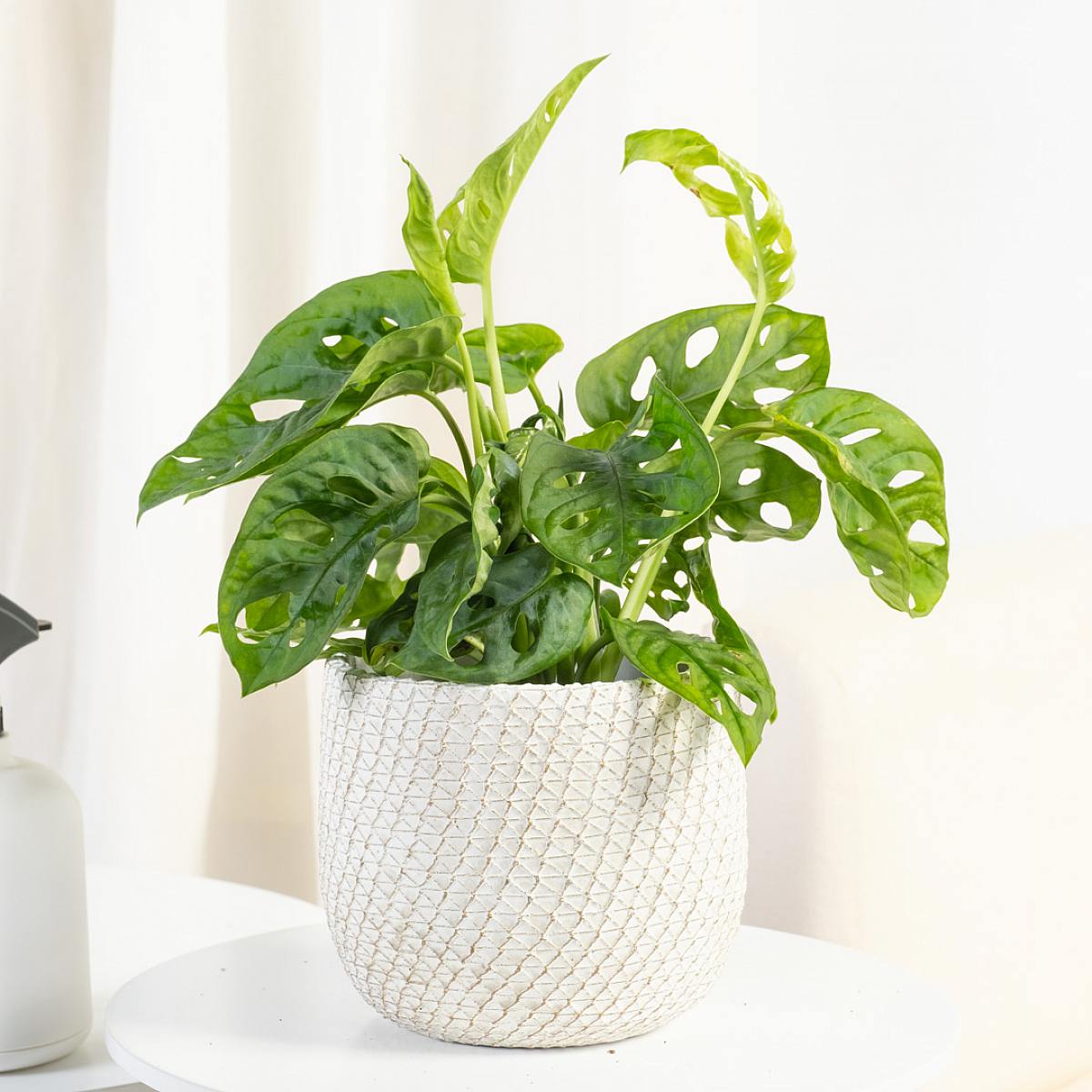 Monstera obliqua picture 2