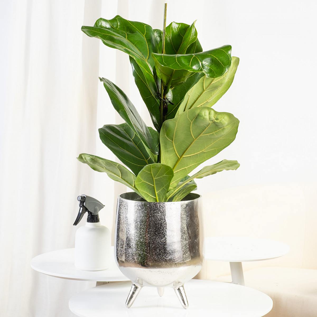 Figentræ med violet blad - løvfældende picture 2