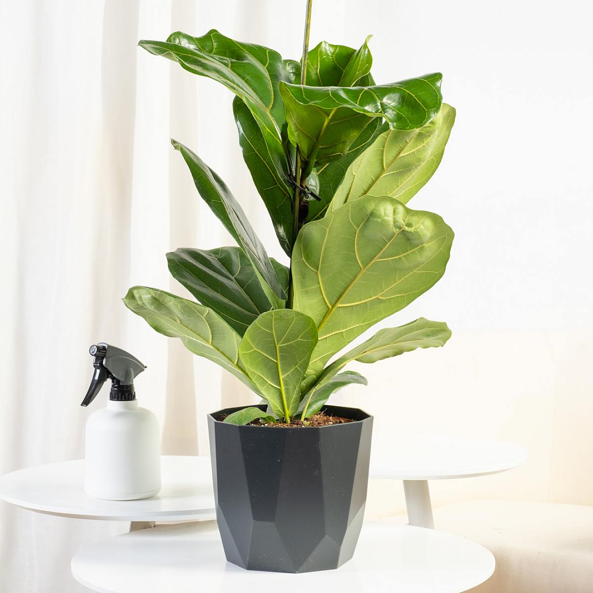 Figentræ med violet blad - løvfældende picture 3