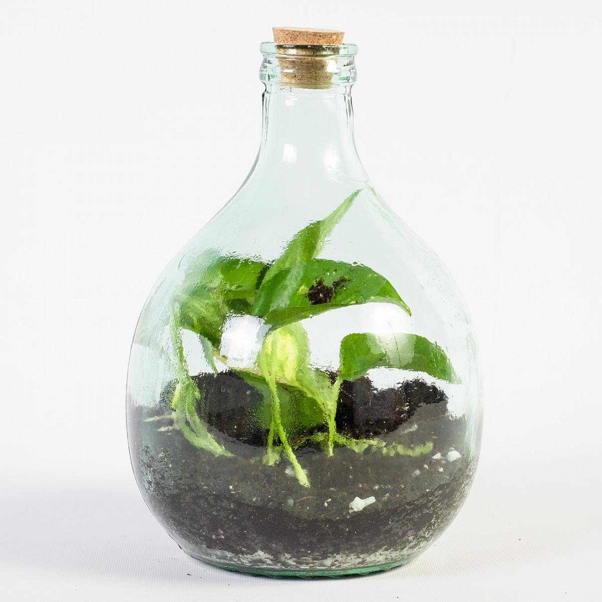 Daphne DIY Terrarium picture 2