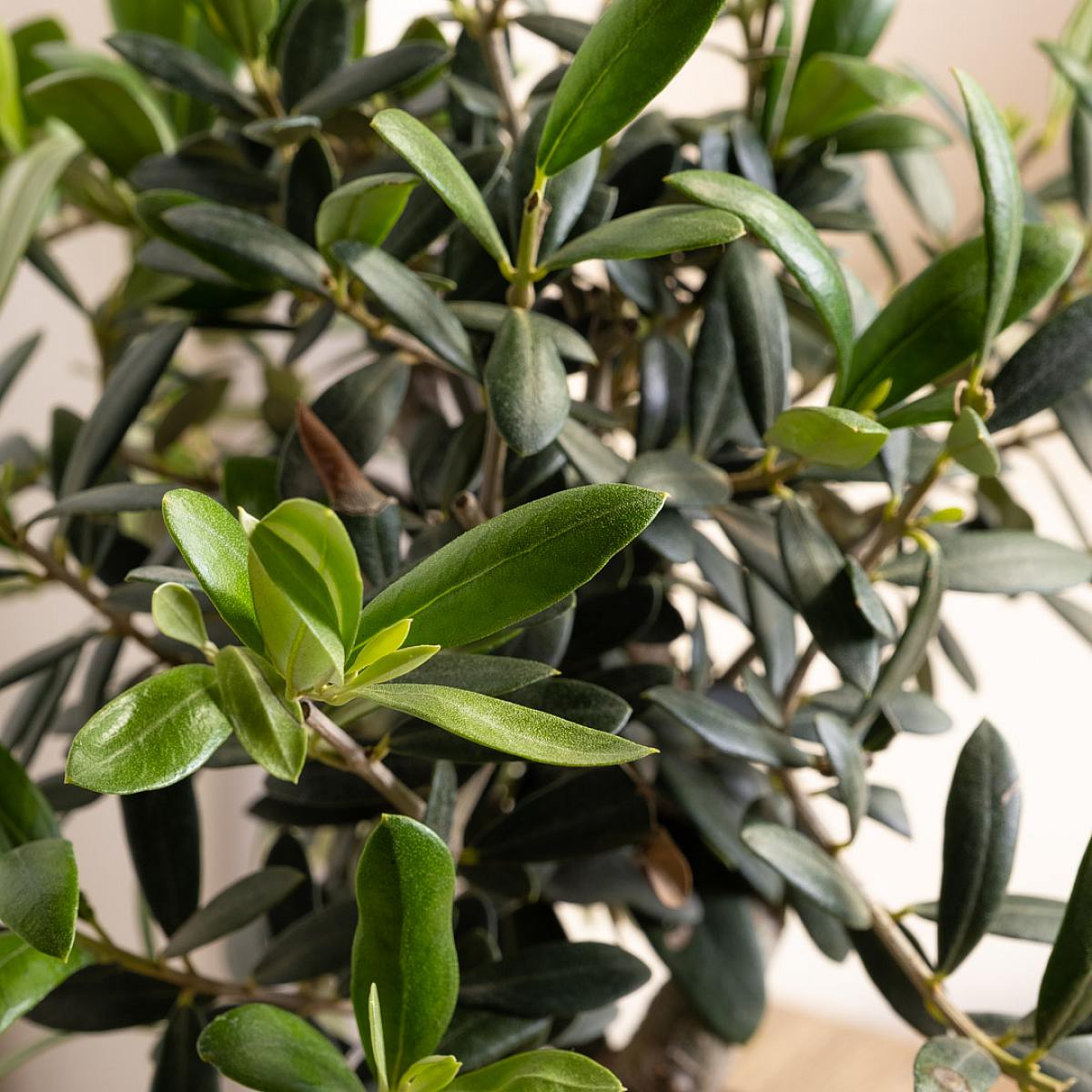 Bonsai Olivo 8 jaar oud picture 1