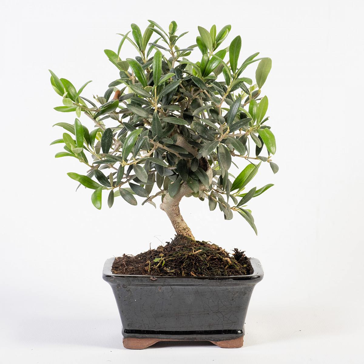 Bonsai Olivo 8 jaar oud picture 2