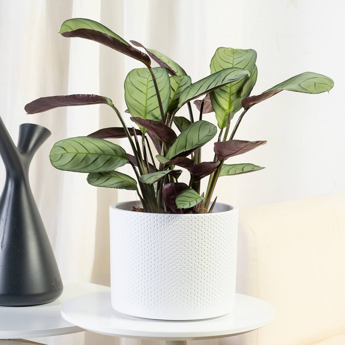 Ctenanthe Amagris picture 2