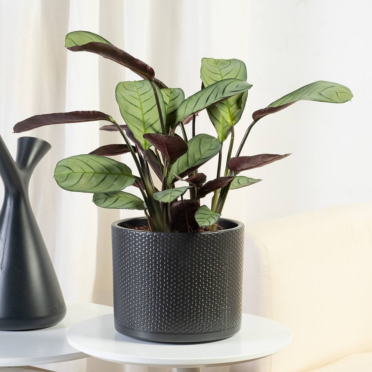 Ctenanthe Amagris picture 3