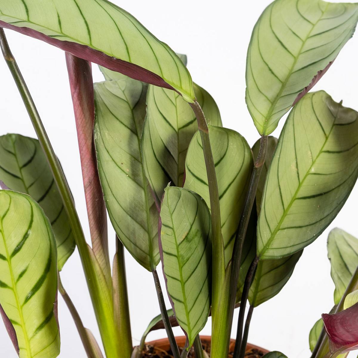 Ctenanthe Amagris picture 4