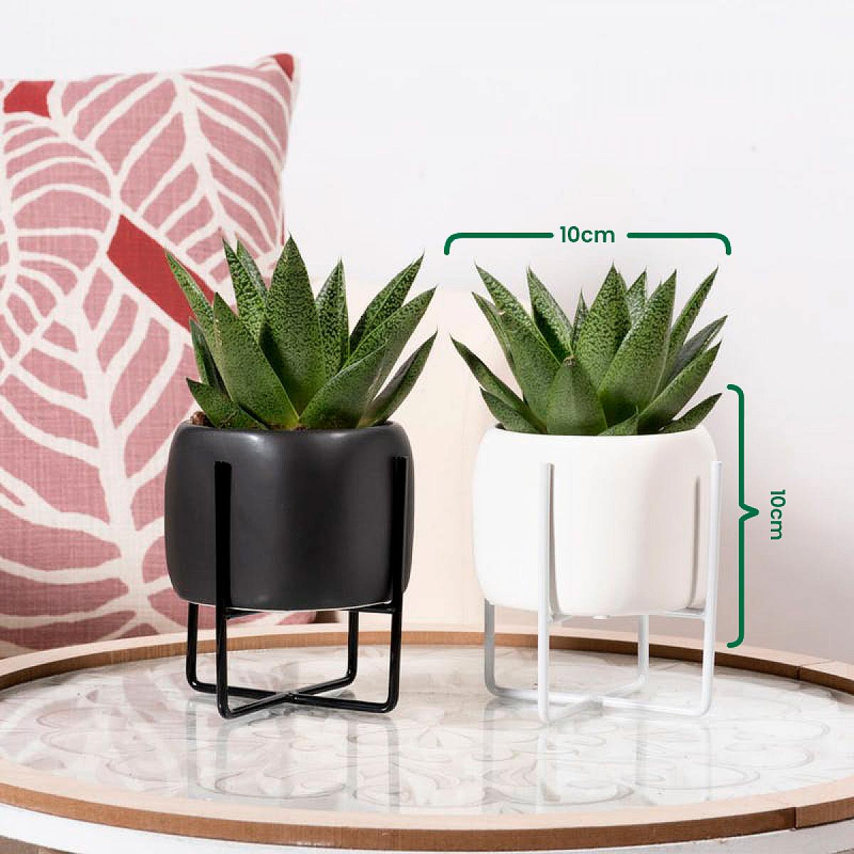 Duo Succulente Monaco picture 3