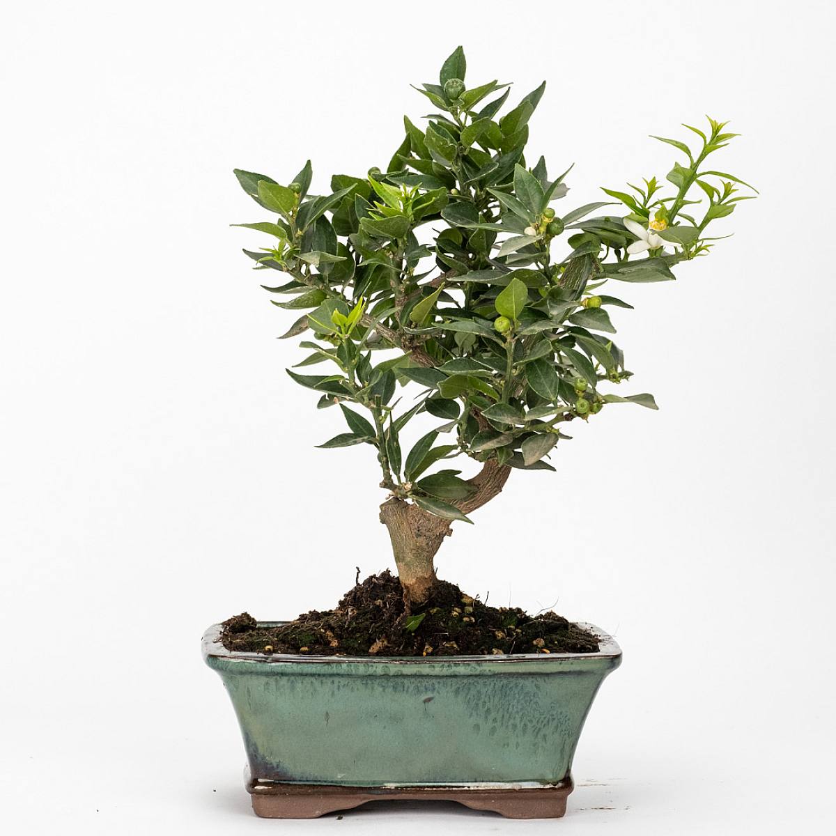 bonsai support Bonsai