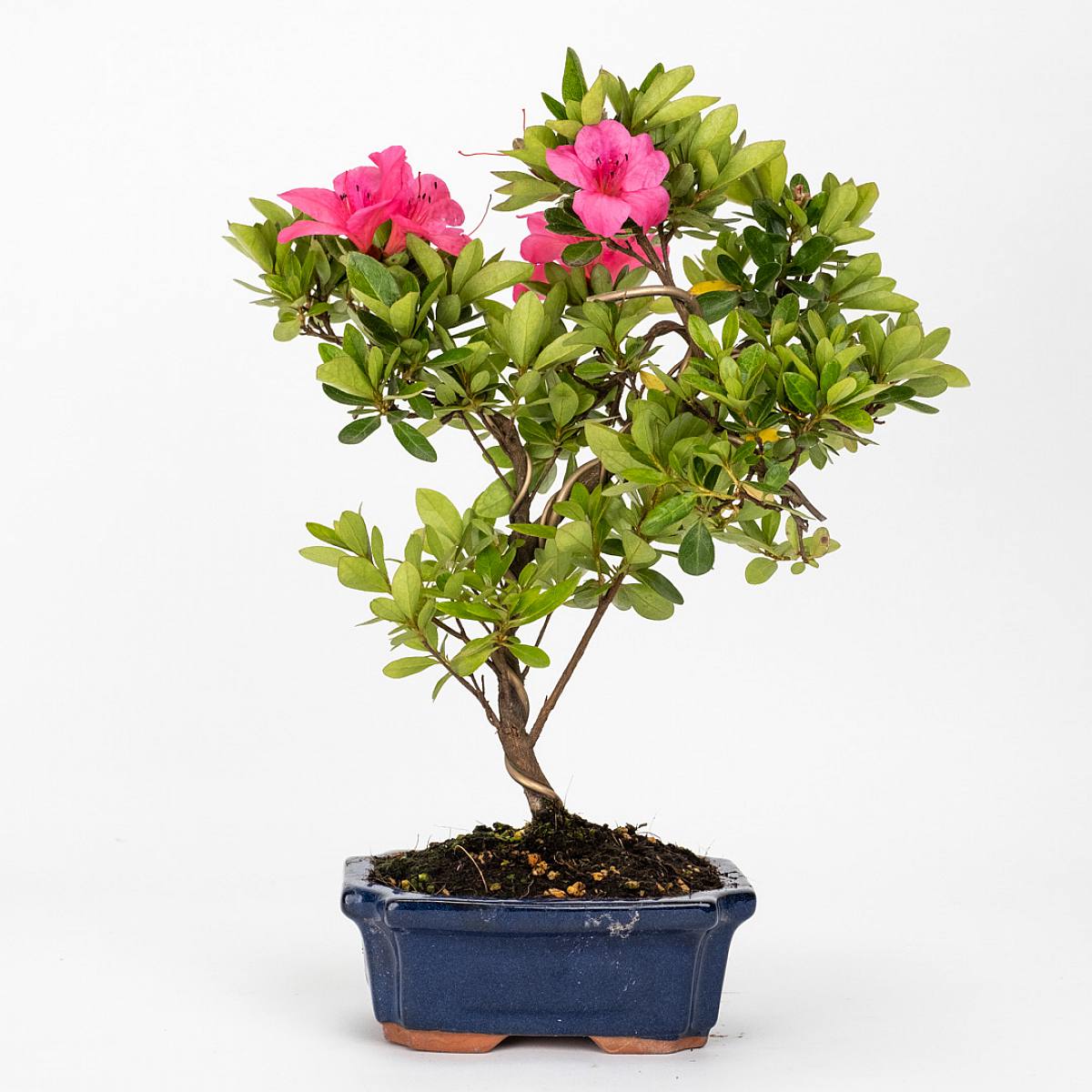 Bonsai 8 år gammal Rhododendron indicum picture 1