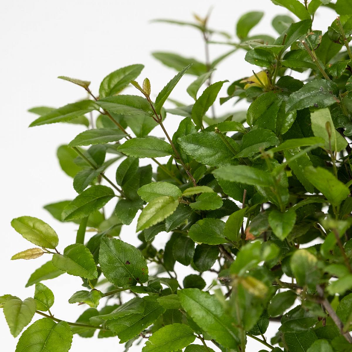 Bonsai Sageretia Theezans 5 let picture 3