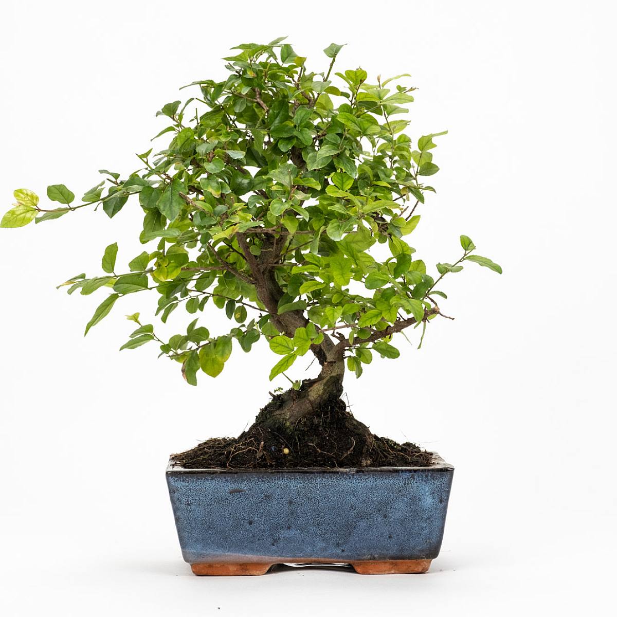 Bonsai Sageretia Theezans 6 let picture 1