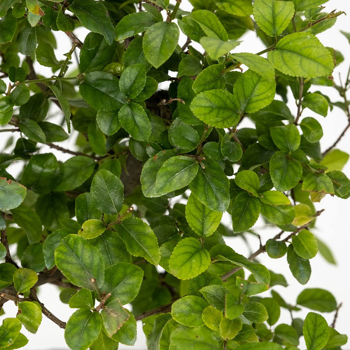 Bonsai Sageretia Theezans 6 let picture 2