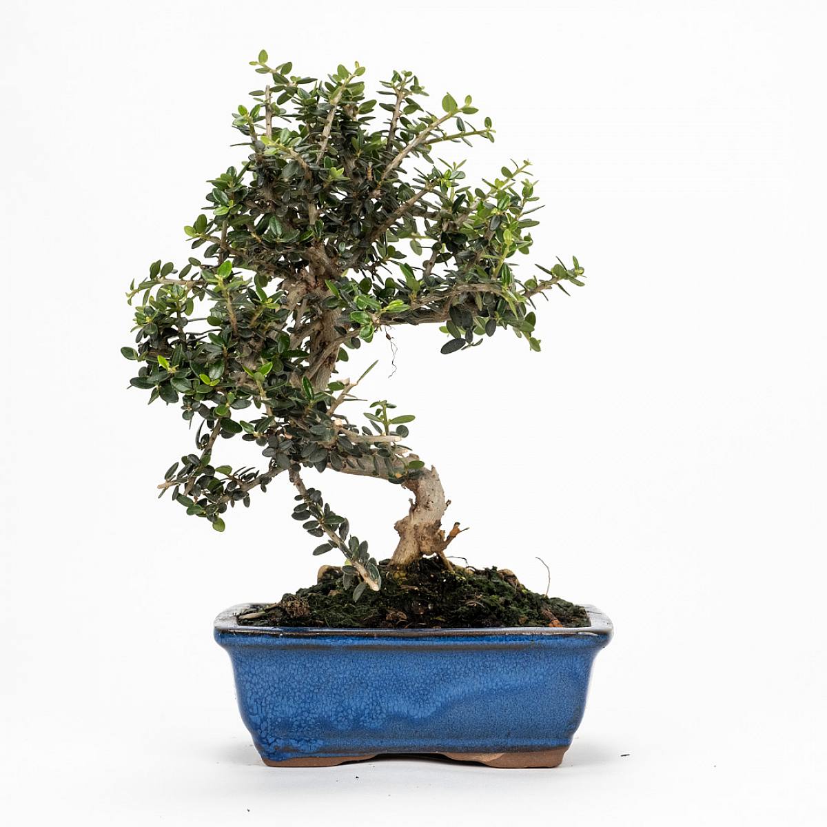 Bonsai Olivo 7 let picture 1