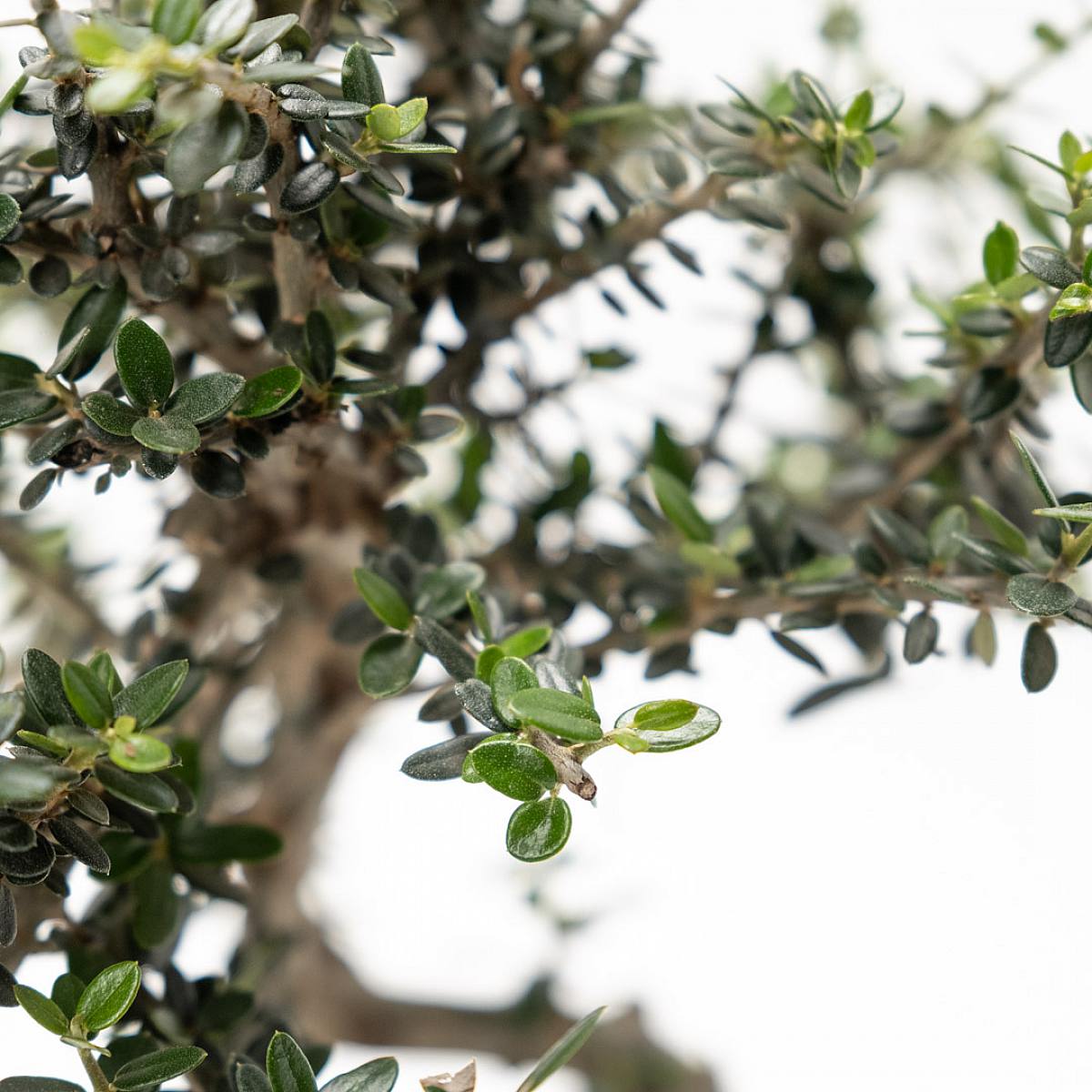 Bonsai Olivo 7 let picture 2