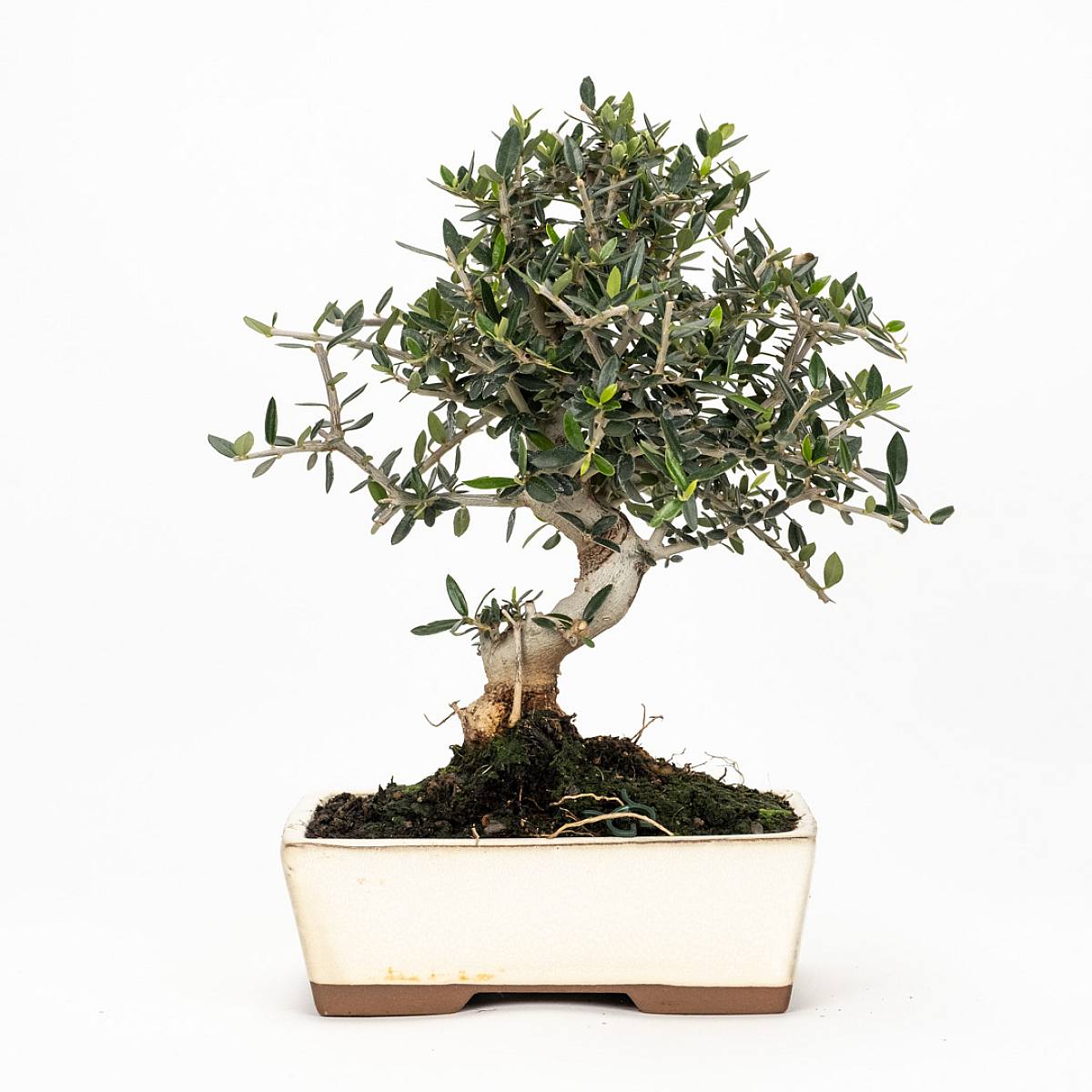 Bonsai Olivo 10 jaar oud picture 1