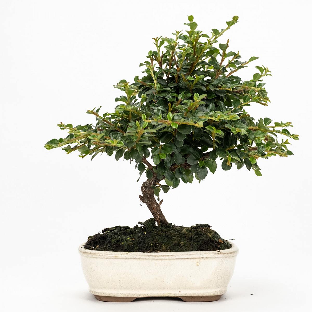 Bonsaj 7 let starý Cotoneaster sp. picture 1