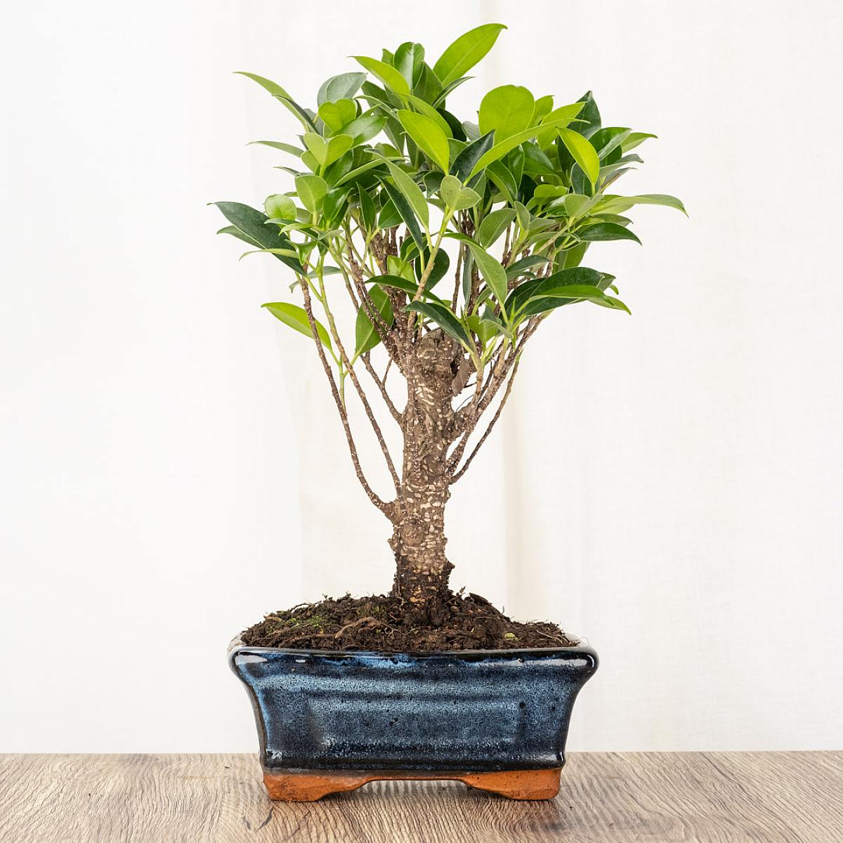 Bonsai Ficus retusa 5 jaar oud picture 0