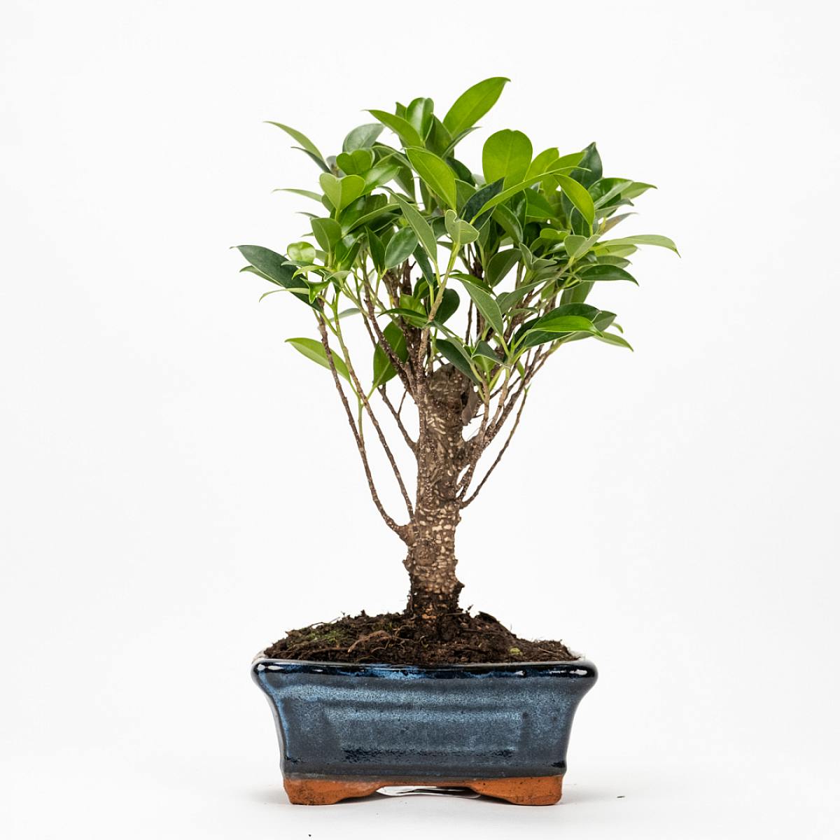 Bonsai Ficus retusa 5 jaar oud picture 2