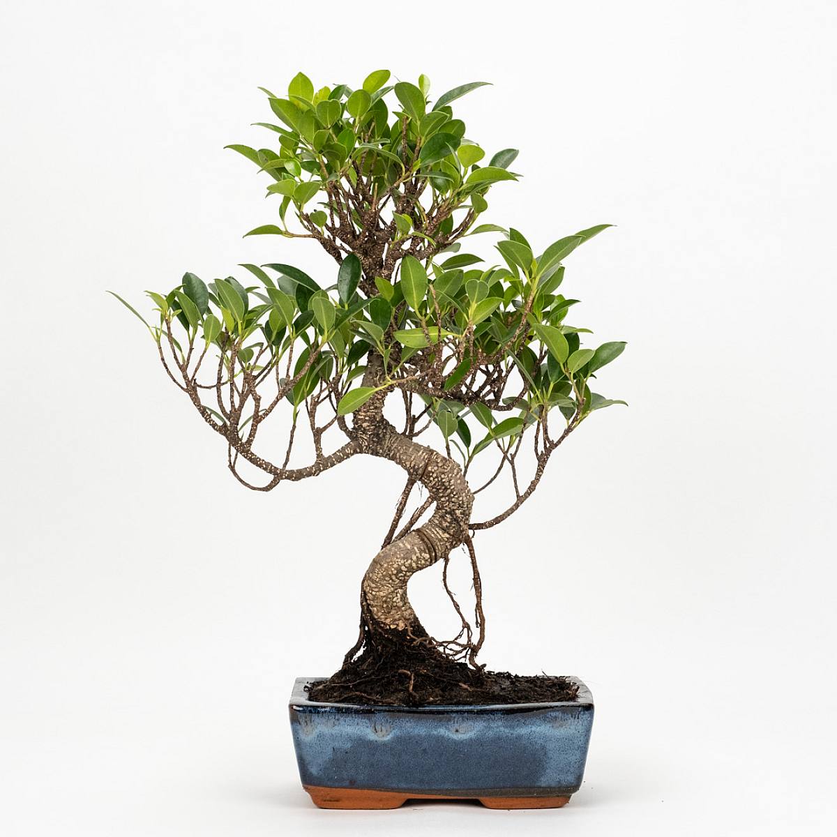 Bonsai Ficus retusa 8 let picture 1