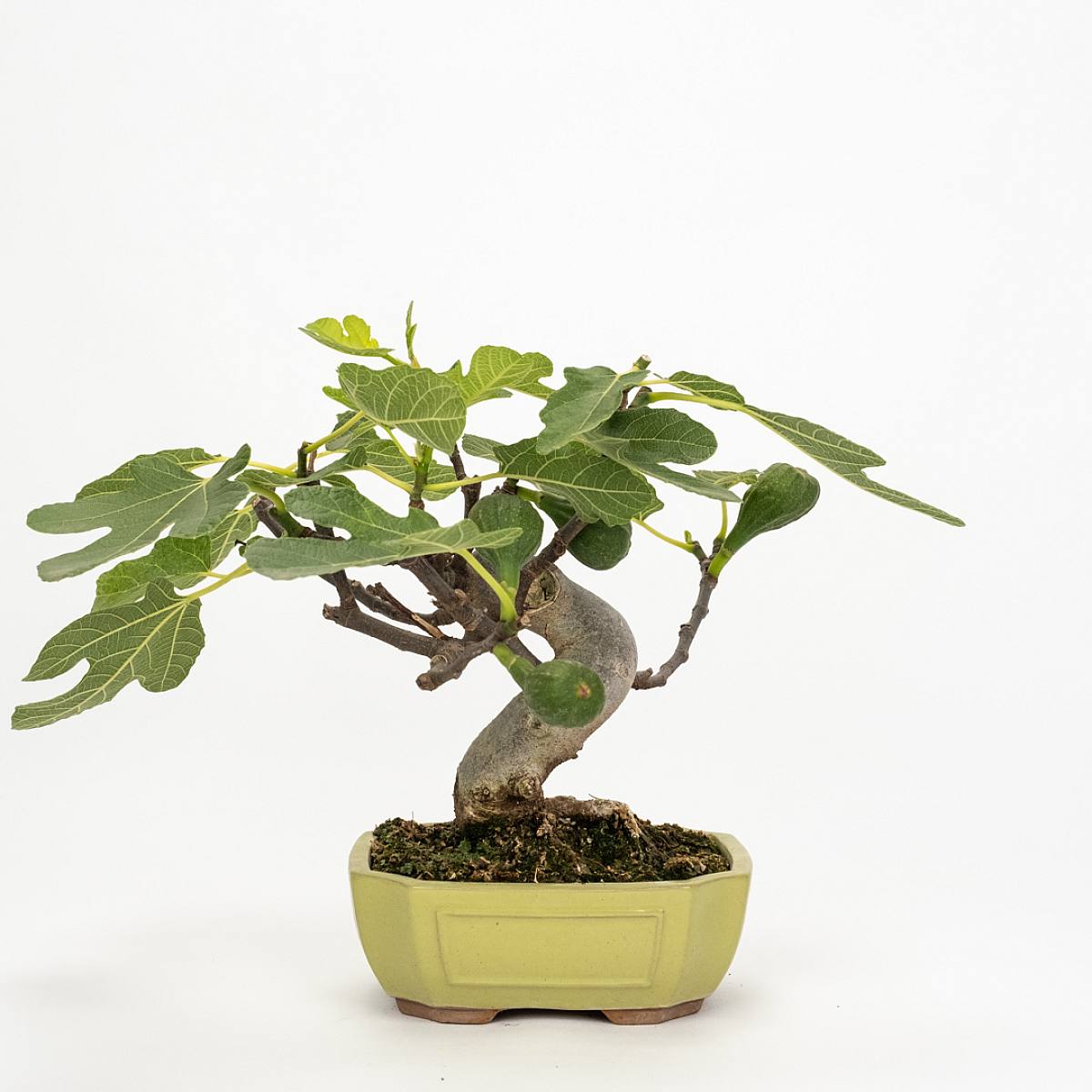 Bonsai 10 jaar oud Ficus carica picture 1