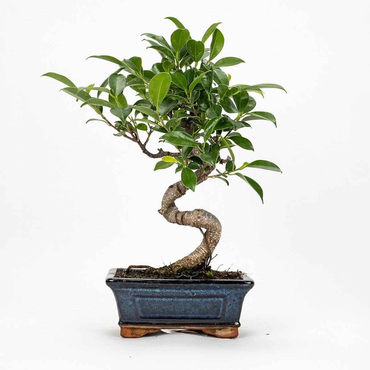 Bonsai Ficus retusa 6 lat picture 1
