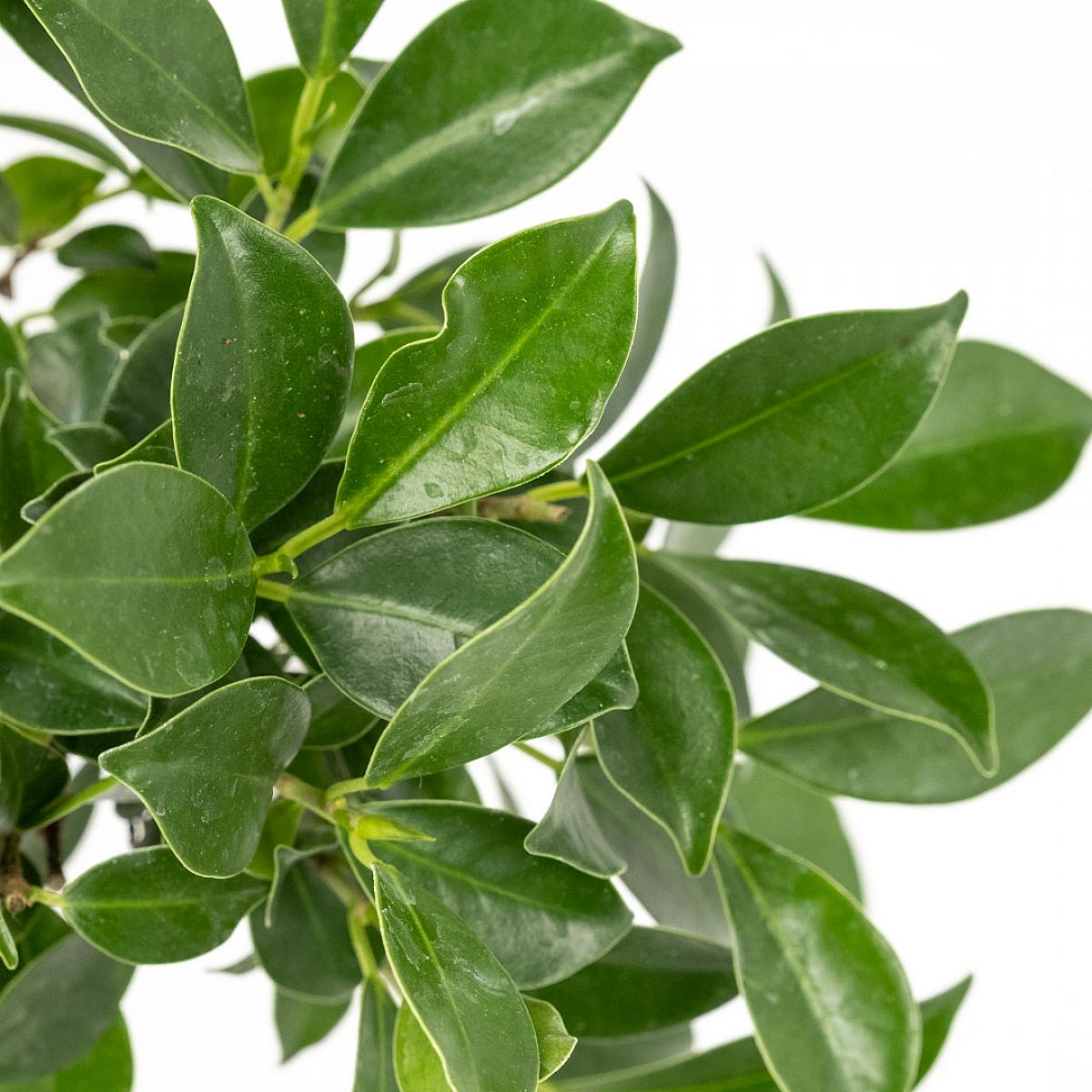 Bonsai Ficus retusa 6 lat picture 2