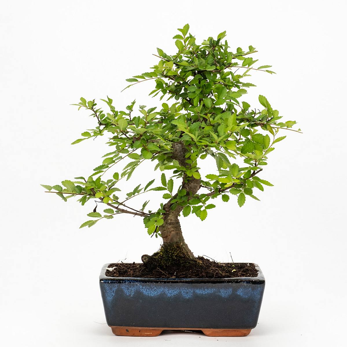 Bonsai Zelkova 8 Jahre alt - Ein winterharter Bonsai