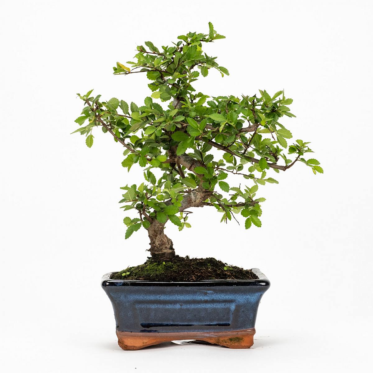 Bonsai Zelkova 6 jaar picture 1