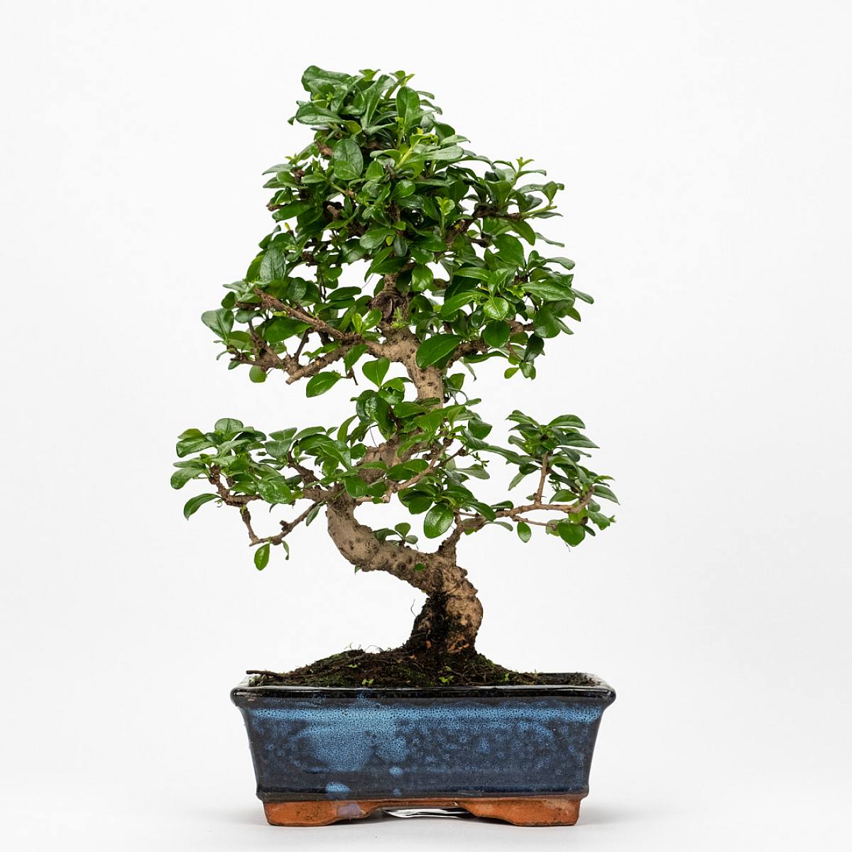 Bonsai Carmona 8 let picture 1