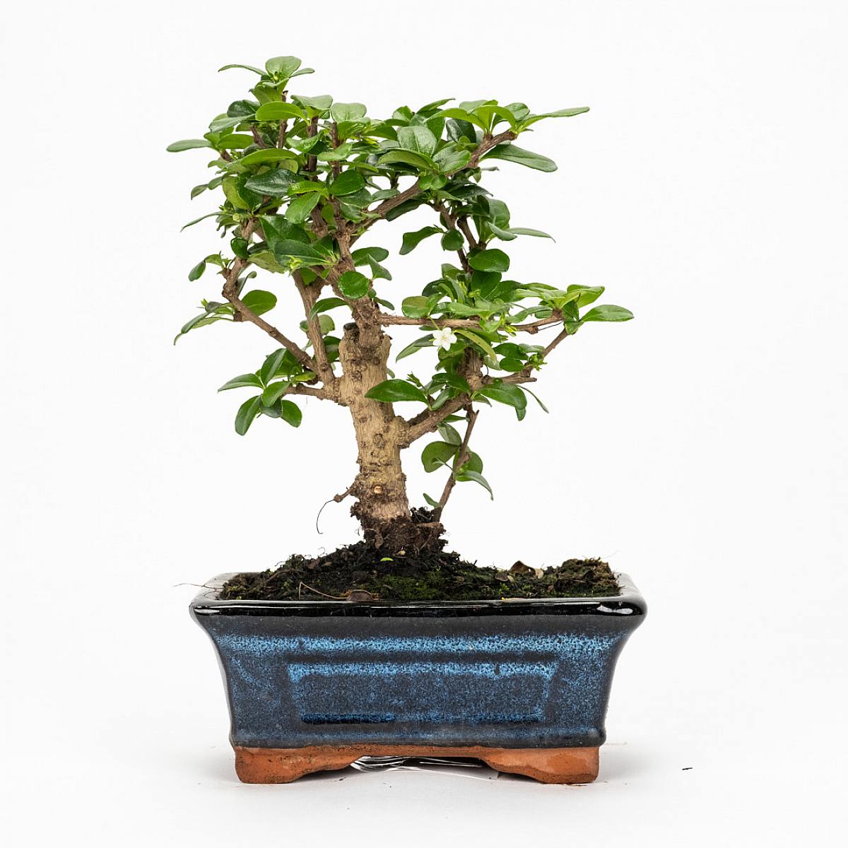 Bonsai Carmona 5 let picture 2