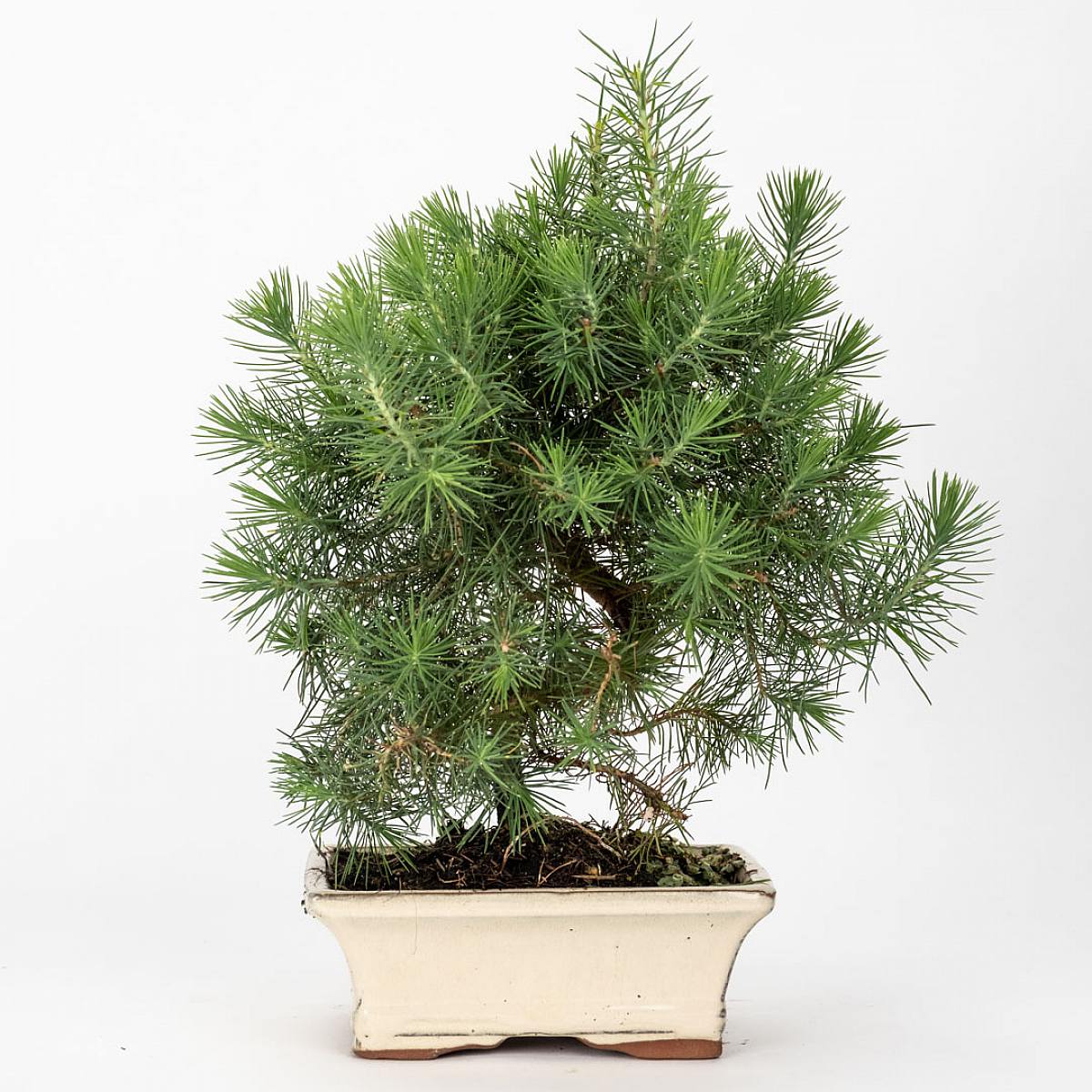 Bonsaj 7 let stará Pinus halepensis picture 1