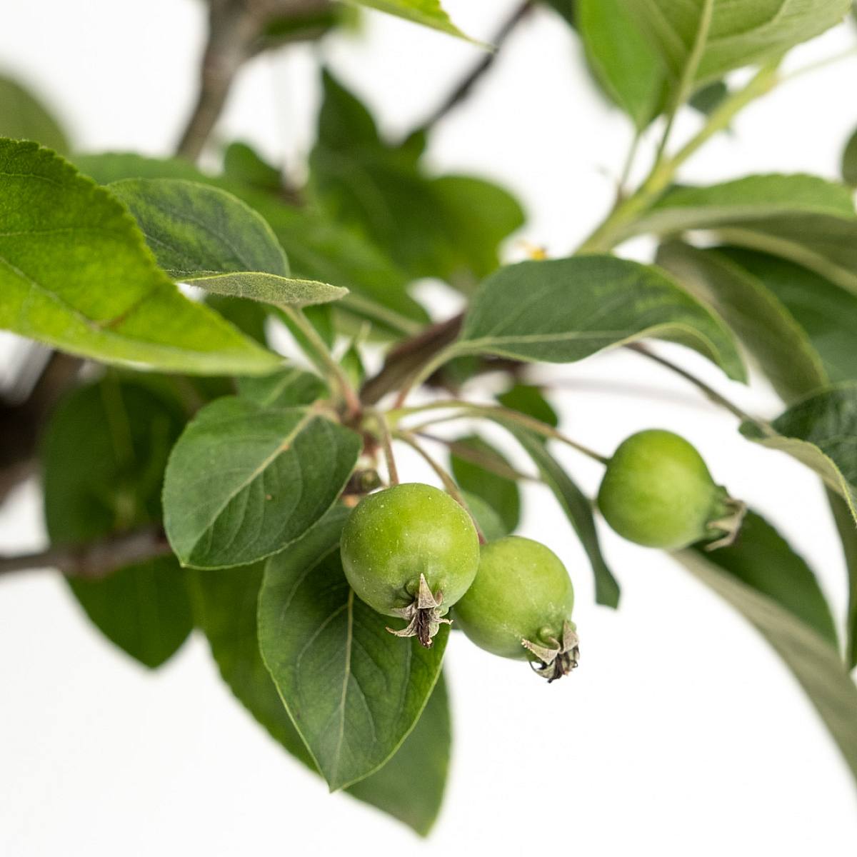 Bonsái 12 años Malus sp picture 2