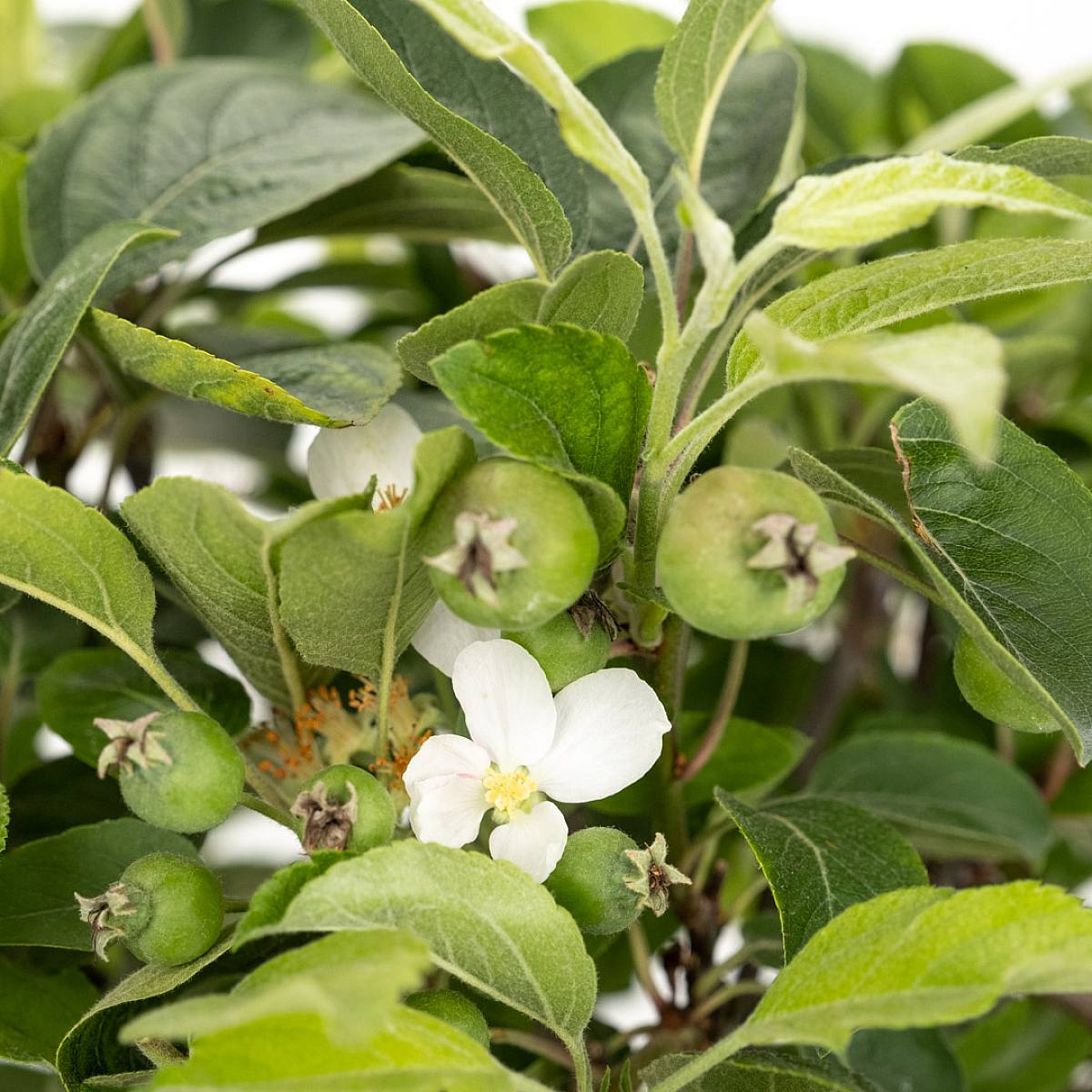 Bonsái 12 años Malus sp picture 3