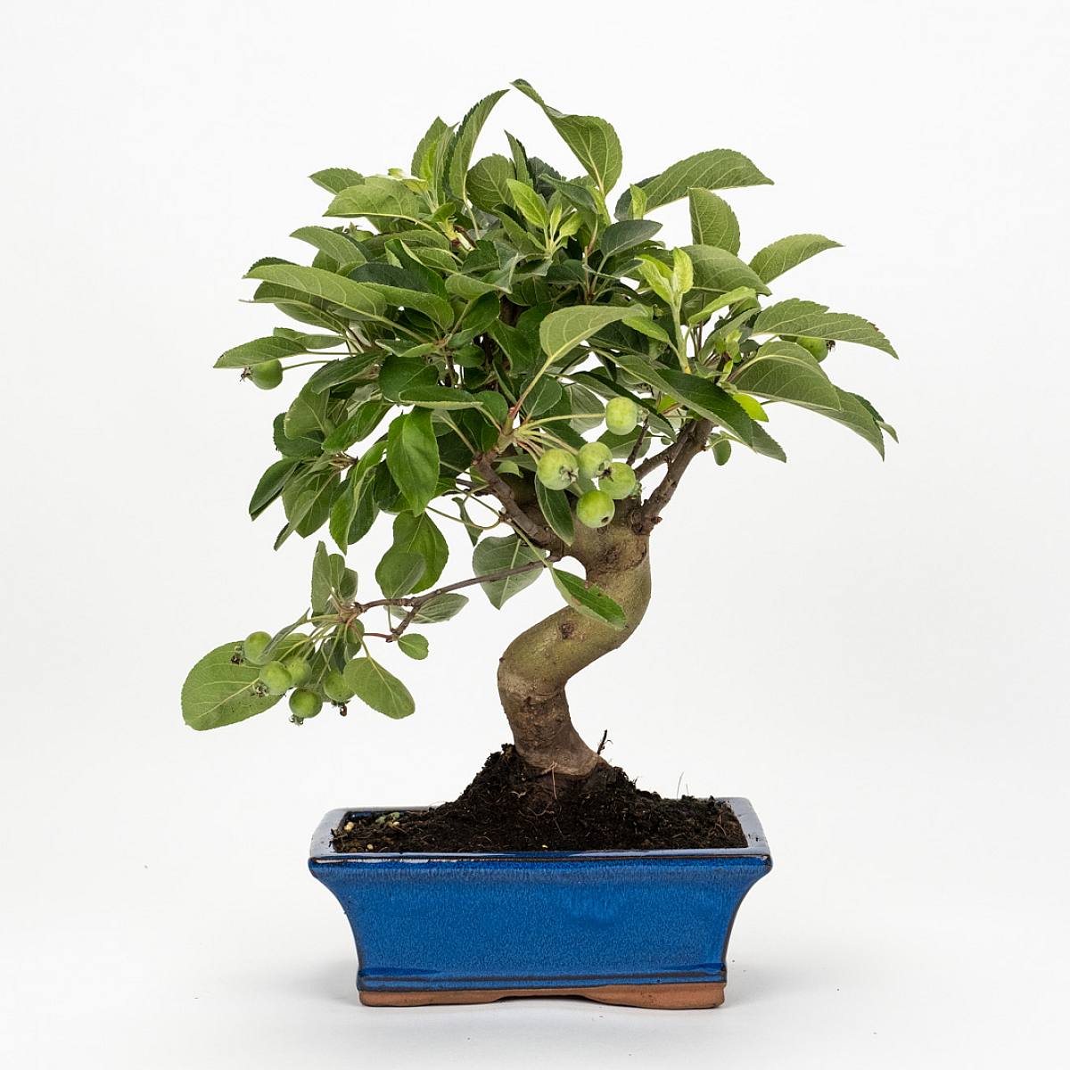 Bonsai 7 anni Malus sp picture 1