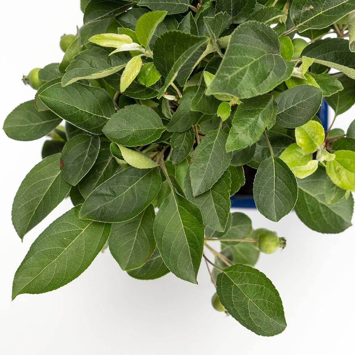 Bonsai 7 anni Malus sp picture 3