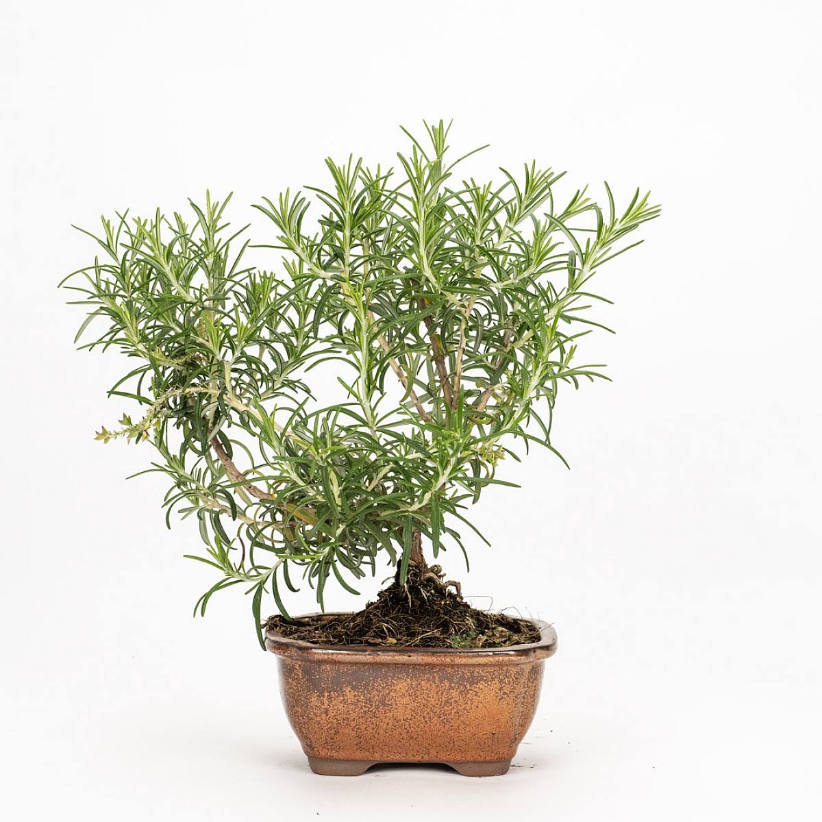 Bonsaiträd 8 år gammalt Rosmarinus officinalis picture 1