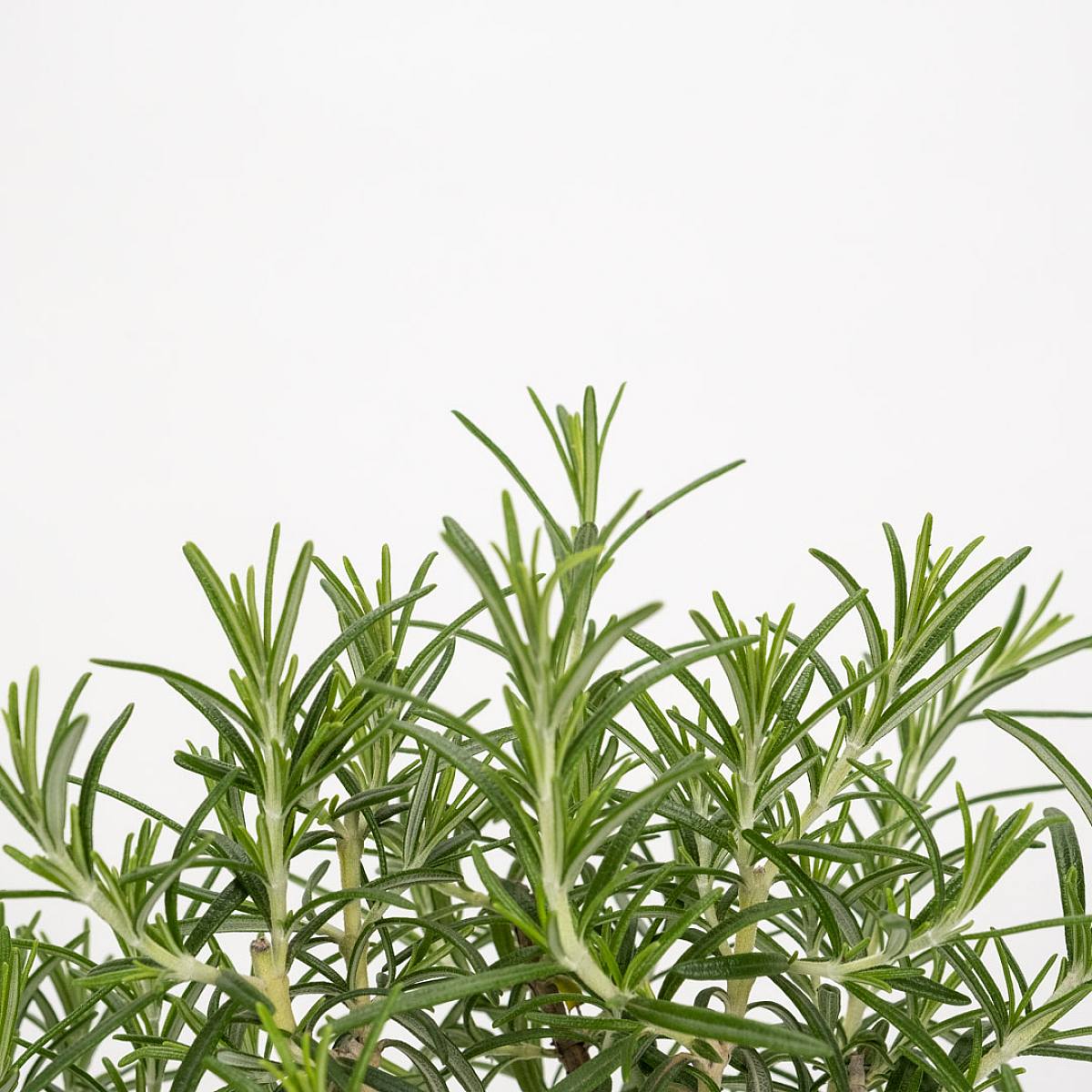 Bonsaiträd 8 år gammalt Rosmarinus officinalis picture 2