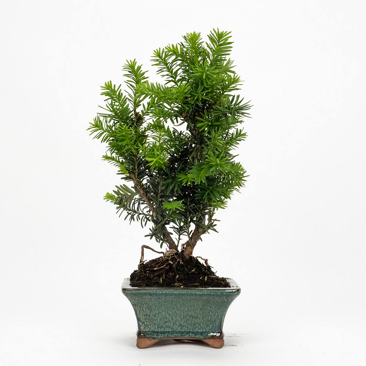 Bonsái 12 años Taxus media picture 2