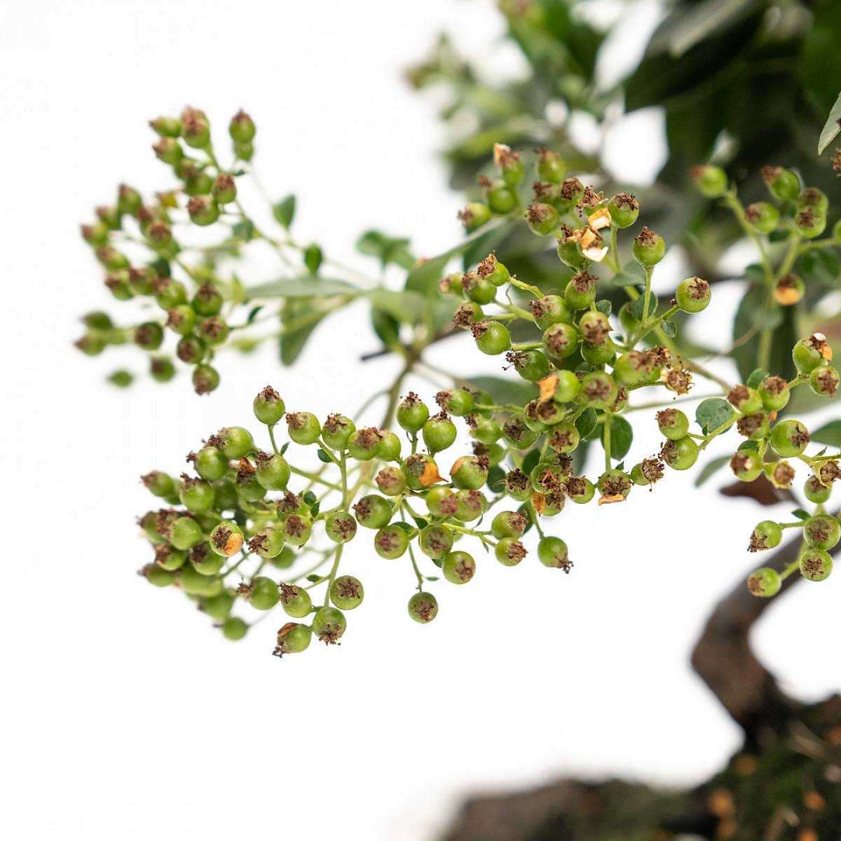 Bonsaj 7 let Pyracantha sp. picture 2