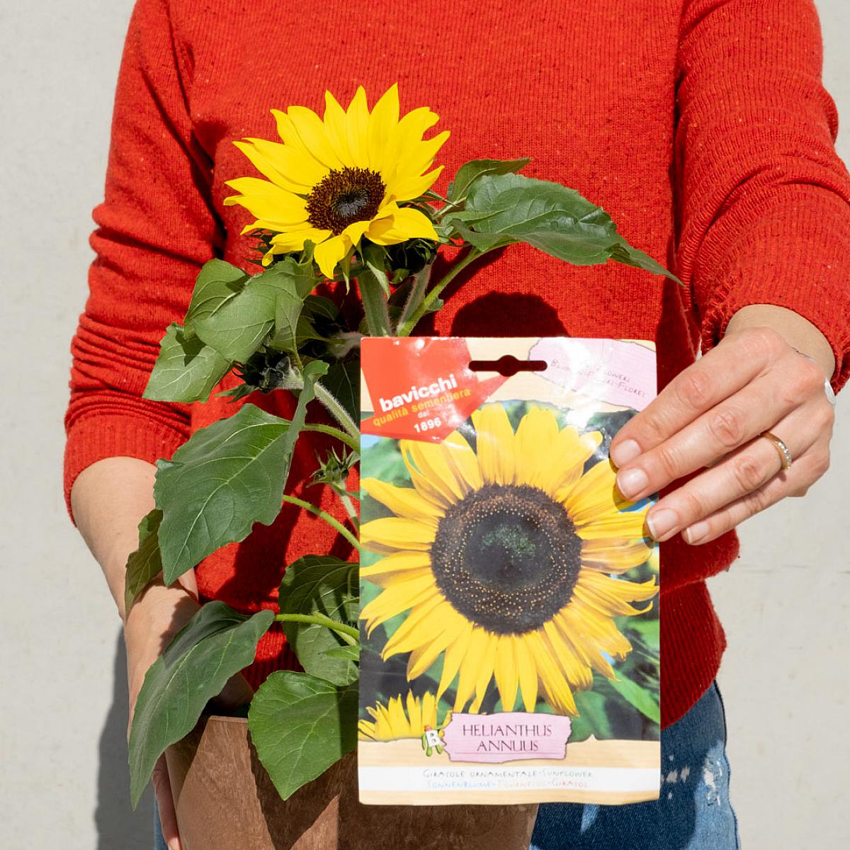 Solrosfrön picture 1