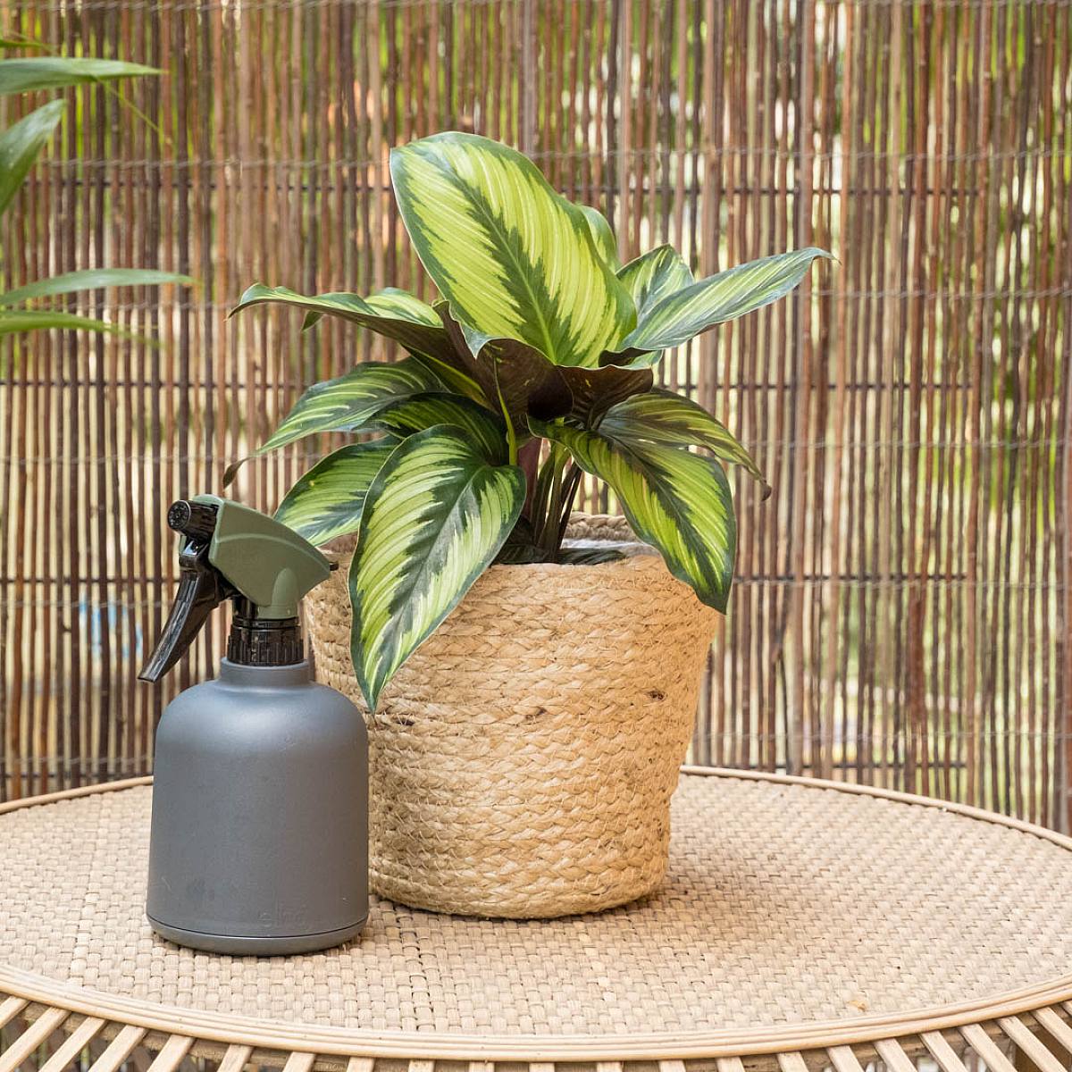 Calathea ornata picture 2