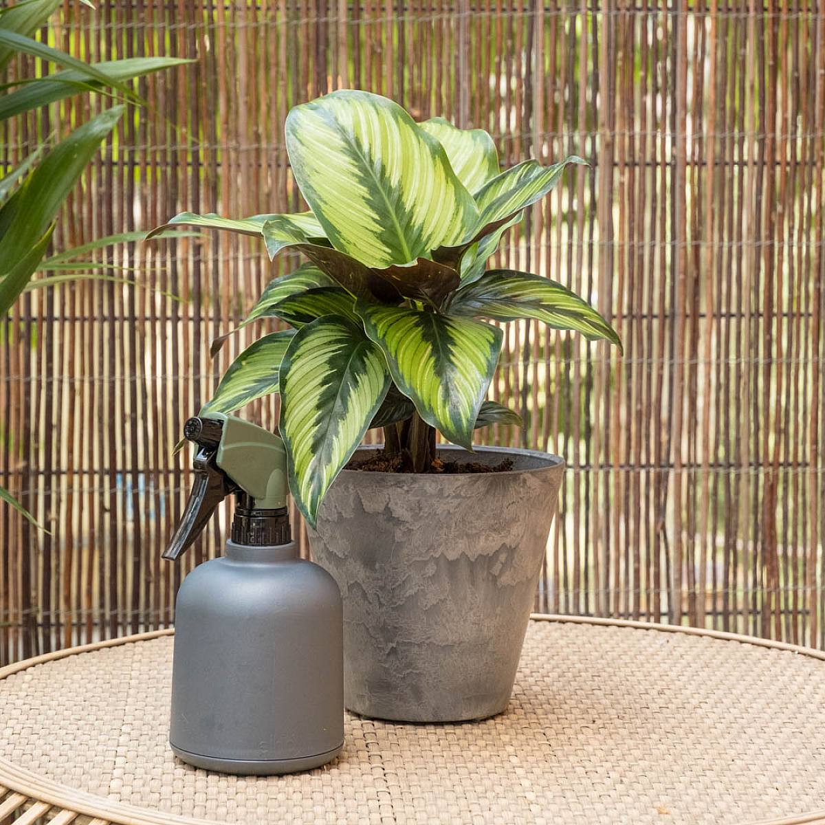 Calathea ornata picture 3