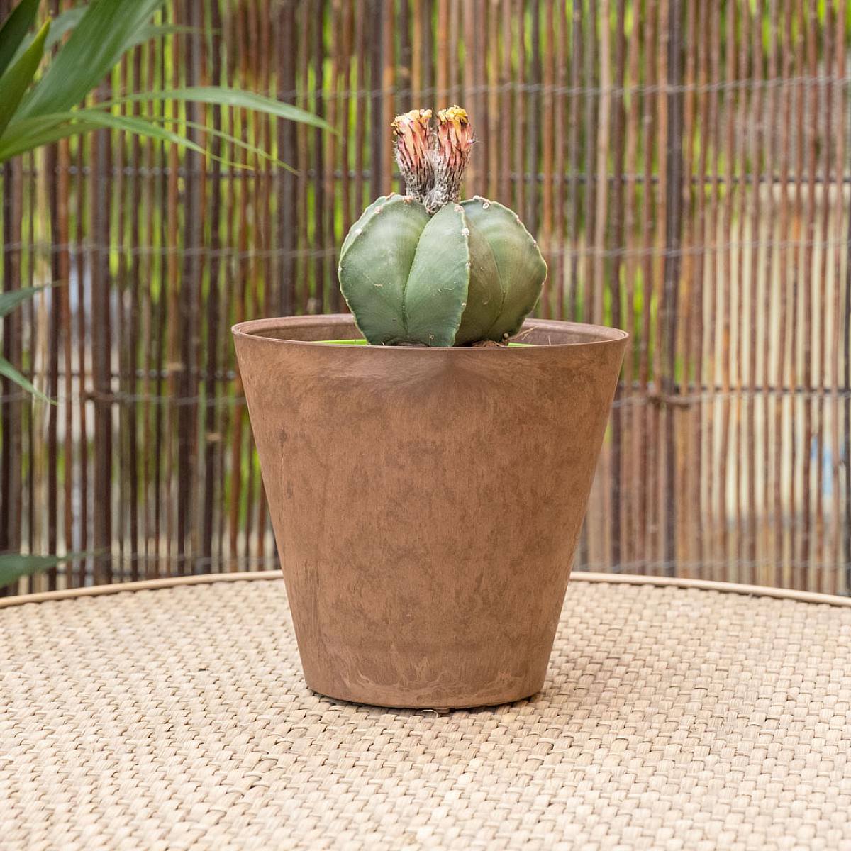 Astrofytum picture 2