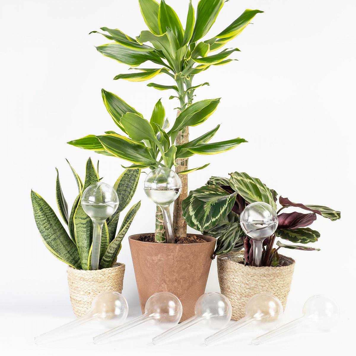 Pak 8 Zelf bewaterende ECO picture 1